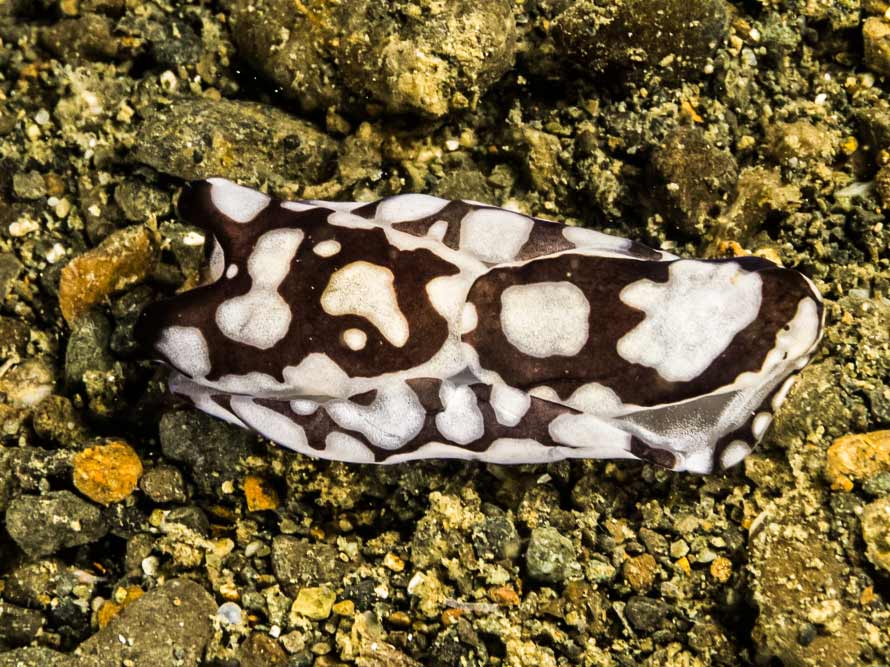 Tubulophilinopsis pilsbryi